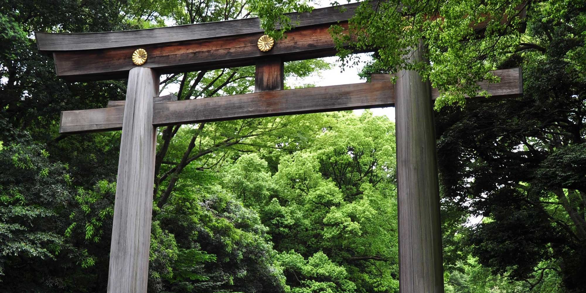 東京の朝に、呼吸を取り戻す。明治神宮の森でマインドフルネスを。