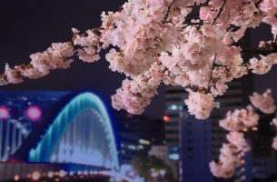 お花見クルーズ in Odaiba | エグゼクティブルーム・ファミリールーム・スイートルームをご予約のお客様限定体験